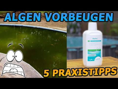 Nie wieder Algen im Pool! Algennahrung entfernen + 5 Tipps