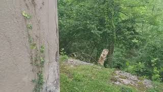 preview picture of video 'Город призрак Ткварчели. Абхазия. Заброшенный дом'