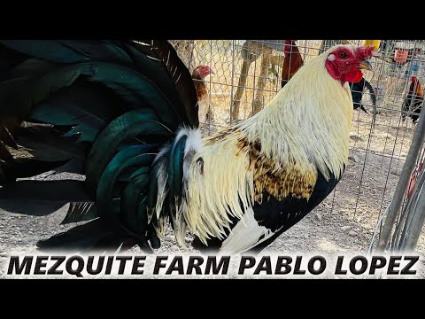 Pure Sweater Grey Asil Kelso MEZQUITE FARM Jalisco  Mexico