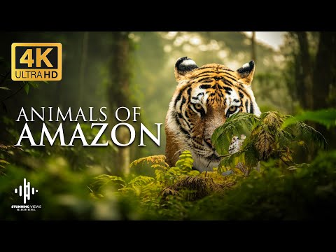 Animals of Amazon 4K  - Animals In Nature  | Stunning Views Film #amazon #animals