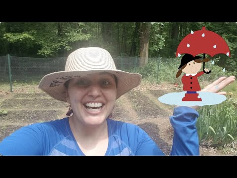 How is our konúko doing 3 weeks later? 👩🏻‍🌾🥬🍅🥕