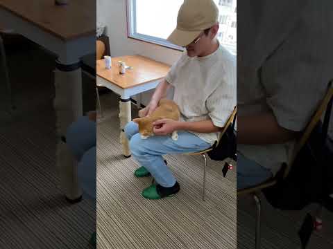 Cat cafe at Nagoya Japan IMAIKE