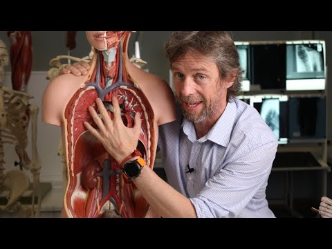 How does a blood clot pass from the leg to the lung? Anatomy.