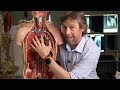 How Does A Blood Clot Pass From The Leg To The Lung Anatomy