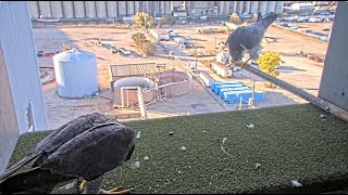 Sokół wędrowny Valley Power Plant ‐ spotkanie samca 34V i samicy b.o. 2025 10 28