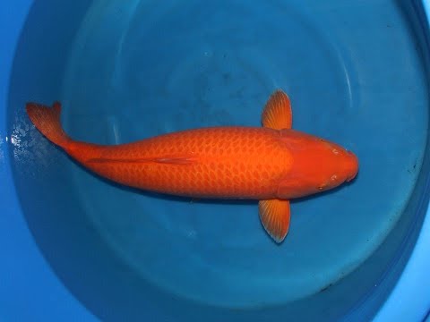 Hikarimuji metalic colour japanese koi aquariumfishindia