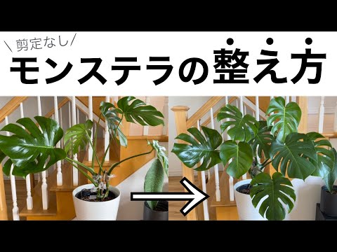 モンステラの気根:切りますか? 植物
