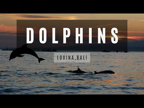 Lovina Bali  Indonesia 🇮🇩 Dolphin Watching in 4K UHD | Cinematic Aerial & Underwater Footage