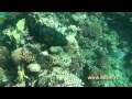 Подводный мир Красного моря . Часть2 