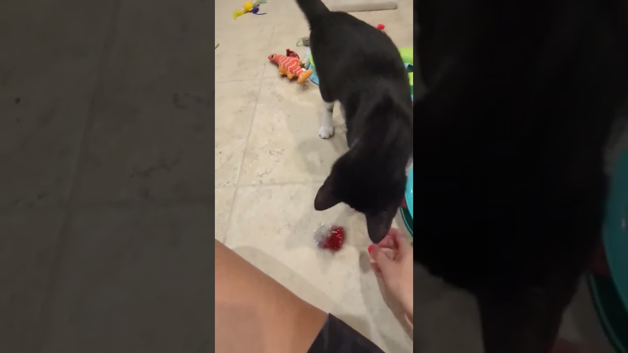 Beau, an adopted American Shorthair in Hilton Head Island, SC video 4/4