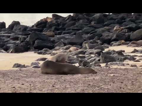 Sleeping sea lions in San Cristobal
