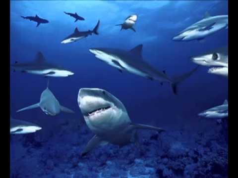 Neoficial - Artistii Consacrati