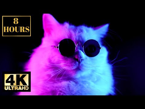 CUTEST Party Cat EVER With Sunglasses And Party Music Wallpaper Screensaver Background 4K 8 HOURS