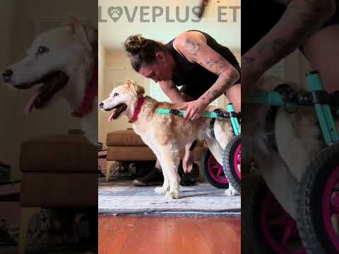 Dog weelchair | Lovepluspet | Link in homepage #dog  #doglover   #dogweelchair