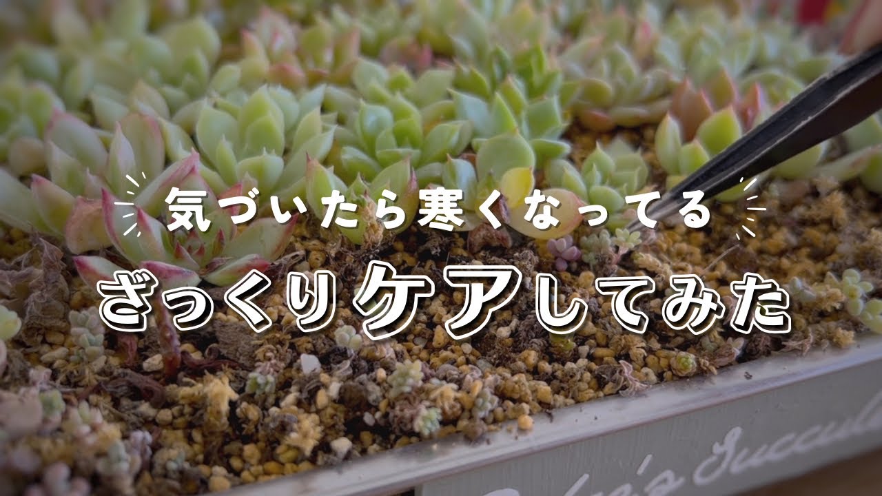時間がない時の"雑っくりケア" | 多肉植物 | エケベリア | セダム