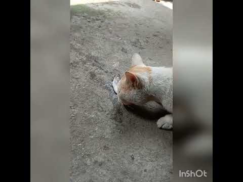 #Sokal sokal a ki kando#min ki korlo