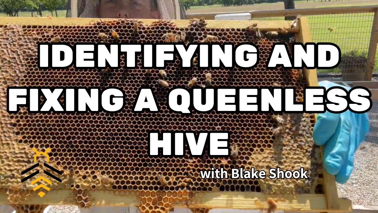 BEEKEEPING: Identifying and Fixing a Queenless Hive with Blake Shook