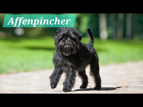 AKC E1: Affenpincher