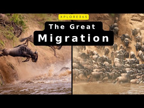 動物の大移動: 大陸を横断する壮大な旅