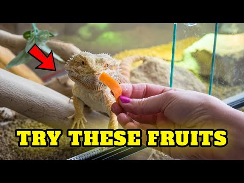 what kind of fruit can bearded dragons eat, Buying Cost, Diet, Care Sheet Guide for Beginners