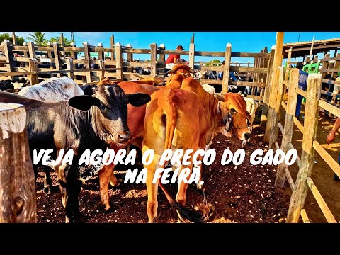 🔥🐂Feira do gado do alto Sertão Monte Alegre Sergipe 12 março 2026💥