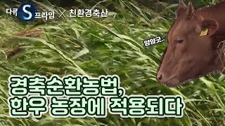 환경 오염을 줄이는 한우 농장의 경축순환농법 [친환경 축산] / YTN사이언스