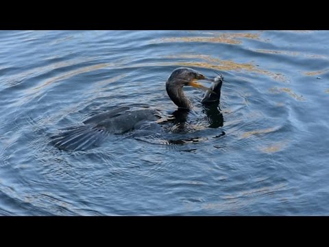 Kormoran auf der Jagd