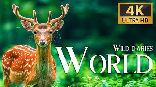 Wild Diaries World 4K 🐾 Discovery Relaxation Film with Smooth Relaxing Music & Nature Video