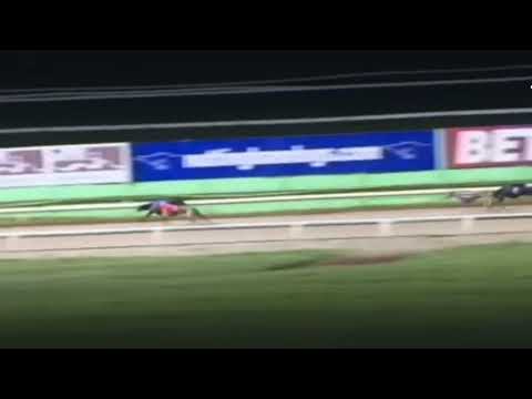 Nottingham Greyhounds TeeCee Azza 181119