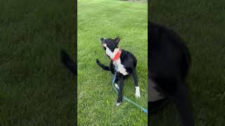 Video preview image #1 Border Collie Puppy For Sale in Highland, IL, USA