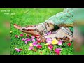 Mathe Ki Bindiya Bole Whatsapp Status