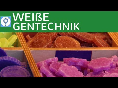 Weiße Gentechnik - Genetik in der Industrie einfach erklärt + Vor- & Nachteile | Gentechnologie