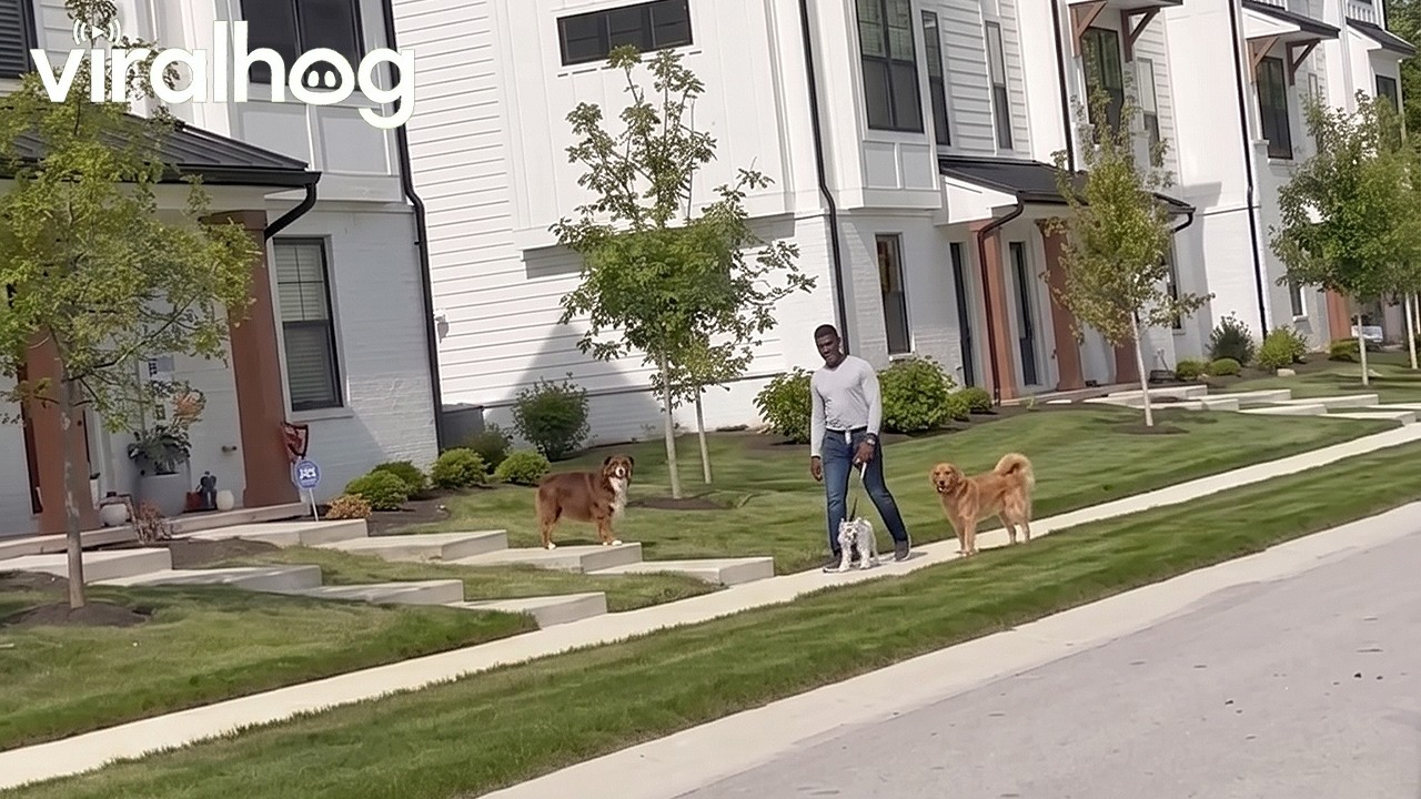 Welcome Home Mom Turns Dog Doodoo || ViralHog