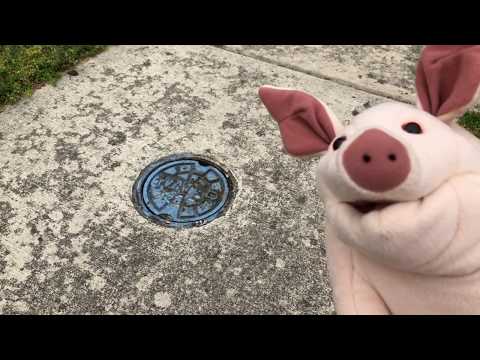 Pig and Narrator talk about a water valve cover on the sidewalk