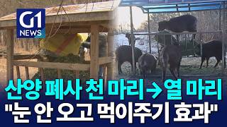 [G1뉴스]산양 폐사 급감..