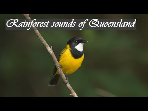 40 Minutes of Wild Rainforest sounds in Queensland. Ambient, relaxing bird songs in Australia.
