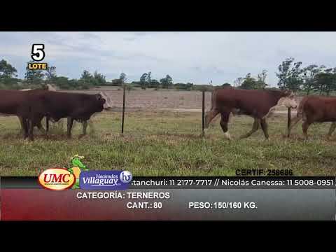 Lote 80 Terneros en Perugorría, Corrientes