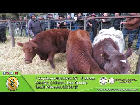 05-06-19 - Venta de Vaquillonas Shorthorn - Cabaña Don Rodolfo - Tandil