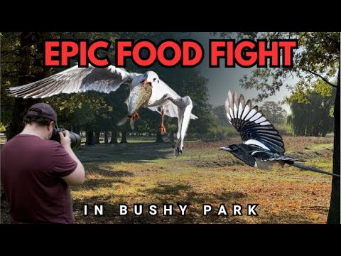 Gulls Rob Cormorant: Epic Food Fight at Bushy Park