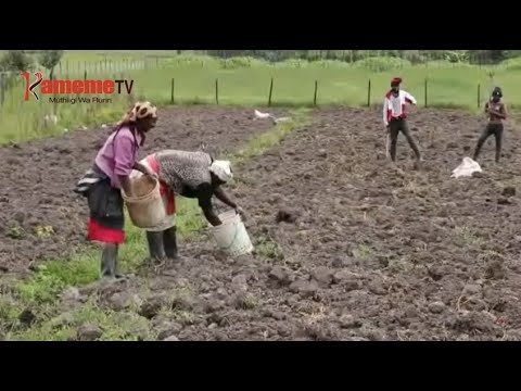 THOKO YA WARU NYANDARUA