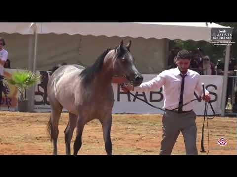 N 47 HH CHAHER   Lebanese Arabian Horse Championship 2023   Colts 3 Years Old Class 7