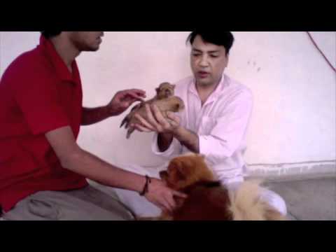 Betty' pups ( pogo and pogey) by Shiven and Vijay