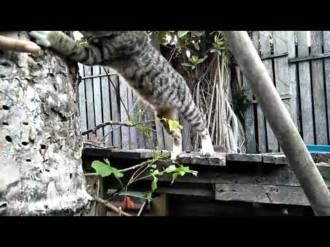 Saahira Rara Wardani bermain Bersama Mozha Si Kucing Yang Manja