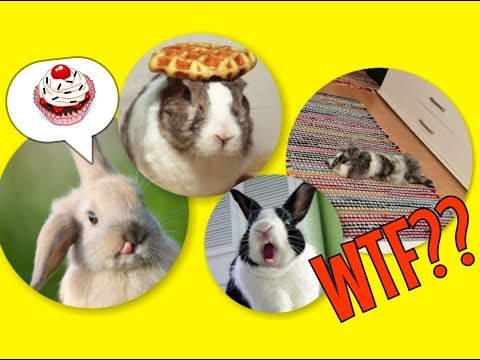 , title : '5 divných věcí, které dělá váš králík'