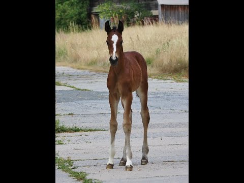 -sold- Quadriga : Filly 2020 by Dancier Gold out of Elektia dam line for dressage/breeding