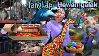 Download lagu Fishing for Sharks in the pond, Seahorses and Catch colorful Hamsters, Elephants, Swans, Giraffes! mp3 Download lagu Fishing for Sharks in the pond, Seahorses and Catch colorful Hamsters, Elephants, Swans, Giraffes! mp3