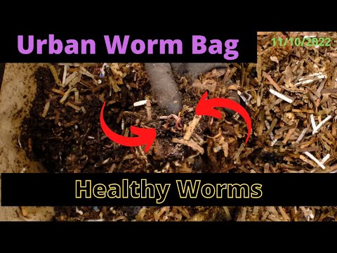 Urban Worm Bag V2 with ENCs - Big Feeding 11/10/2022