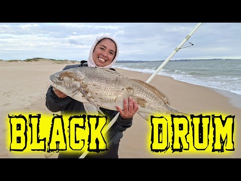 🎣BLACK DRUM! Corvina Negra Ocean Park