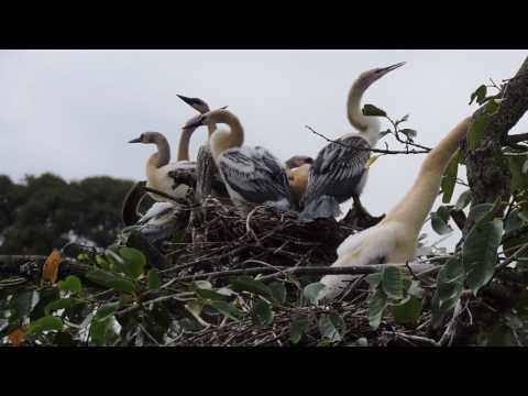 Anhinga chicks
