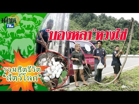 ค่าพรูสักค้อน ยาเพิ่มสมาชิก